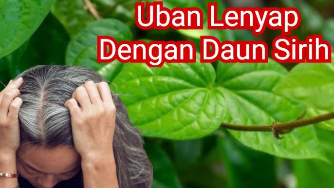 Daun Sirih untuk Rambut: Apa Kata Sains dan Tradisi?